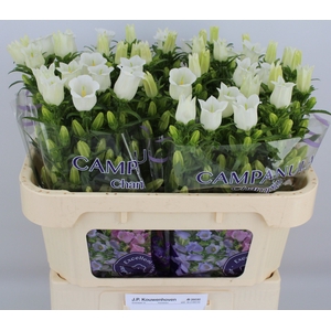 Campanula Champion White Kouwenhoven