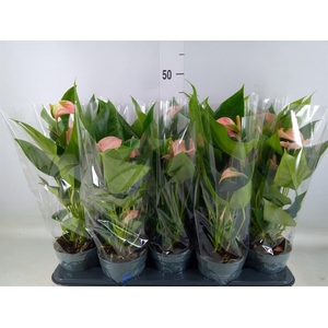 Anthurium andr. 'Joli Peach'