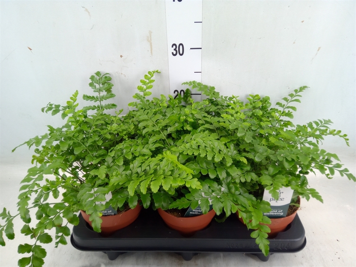 <h4>Asplenium parvati</h4>