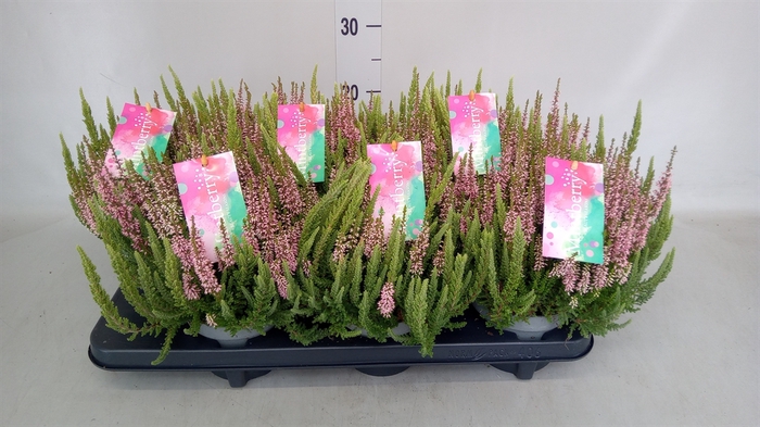<h4>Calluna vulg.   ...</h4>