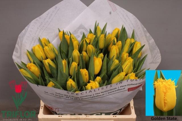 <h4>TU FR GOLDEN STATE</h4>