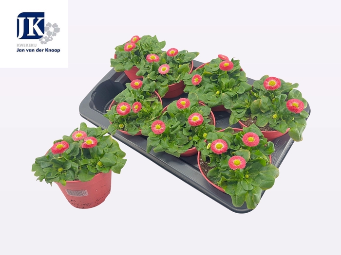 <h4>BELLIS P KL RU ROSE</h4>