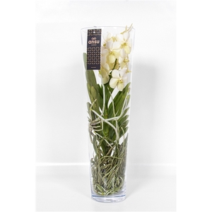 Vanda Lisanne 70 White