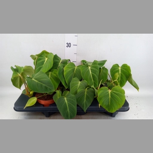 Philodendron gloriosum