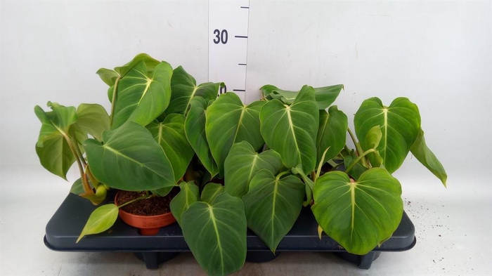 <h4>Philodendron gloriosum</h4>