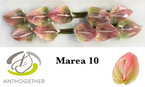 <h4>Anthurium Marea</h4>