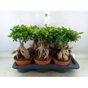 Ficus microcarpa 'Ginseng'