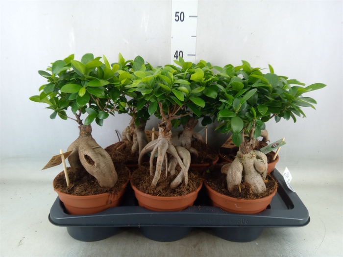 <h4>Ficus microcarpa 'Ginseng'</h4>