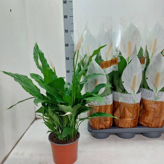 <h4>SPATH SWEET CHICO</h4>