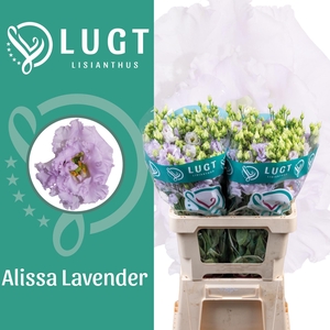 Lisianthus Alissa Lavender
