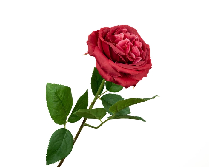 Rosa Wedding Bordeaux