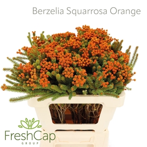 Berzelia Squarrosa Orange