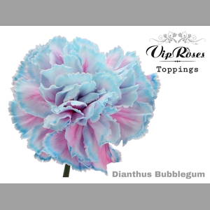 DI ST BUBBLEGUM