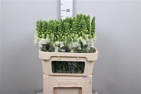 <h4>Antir Antibes White</h4>