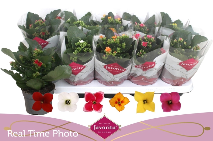 <h4>KAL EN GEM 6 KL</h4>