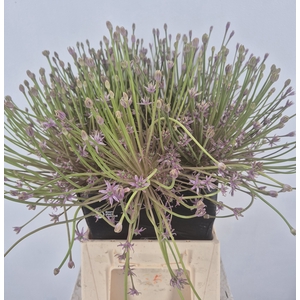 ALLIUM SCHUBERTII
