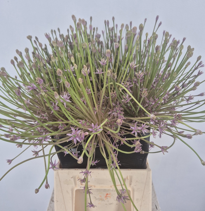 ALLIUM SCHUBERTII