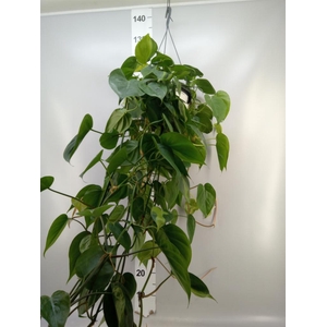 Philodendron scand.