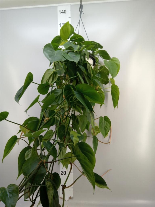 <h4>Philodendron scand.</h4>