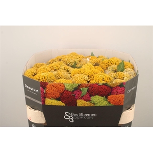 Celosia Reprise Gold