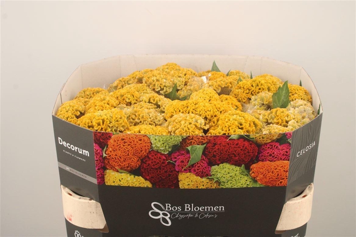 <h4>Celosia Reprise Gold</h4>