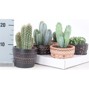 CACTUS OV