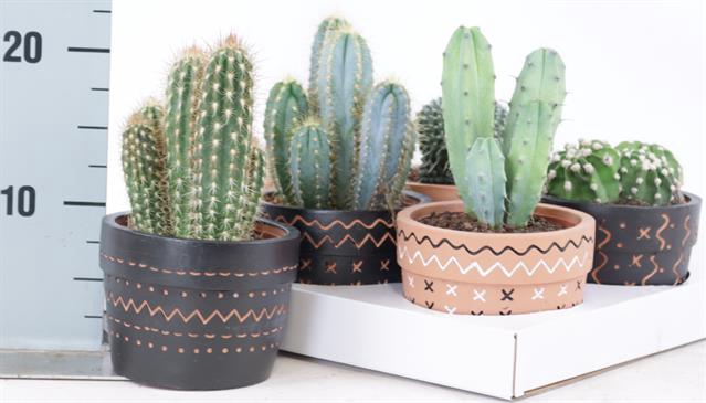 <h4>CACTUS OV</h4>