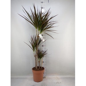 Dracaena marg. 'Magenta'
