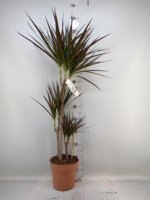 <h4>Dracaena marg. 'Magenta'</h4>