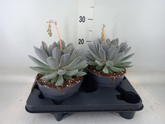 <h4>Pachyphytum  'Draco'</h4>