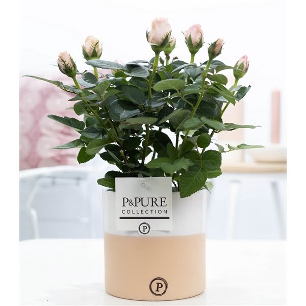 <h4>Rosa light pink in P&PURE Rosy ceramics</h4>