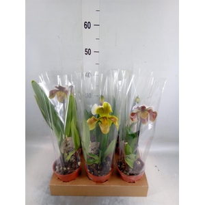 Paphiopedilum  'Amerikaanse hybrid'