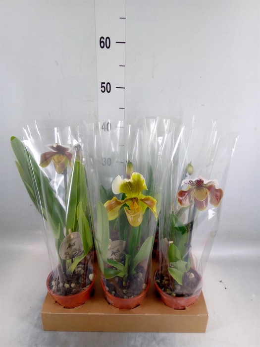 <h4>Paphiopedilum 'Amerikaanse hybrid'</h4>