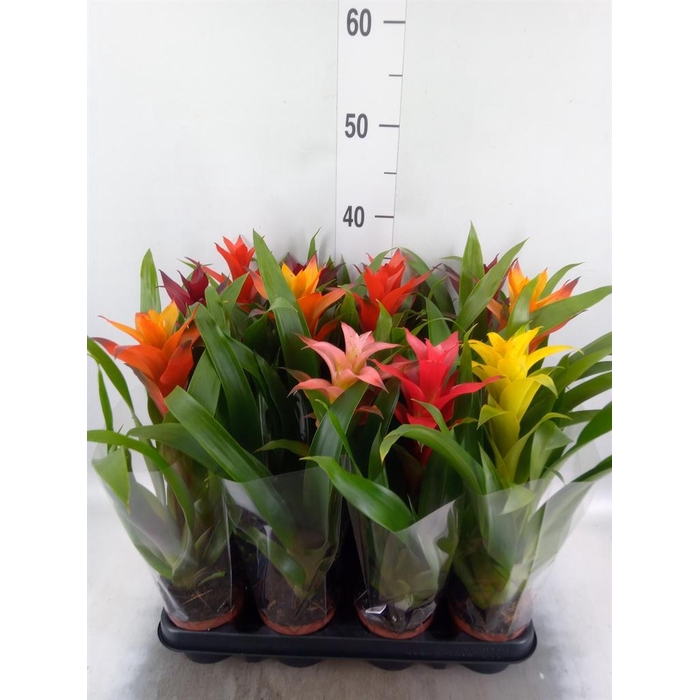 <h4>Bromelia   ...mix</h4>