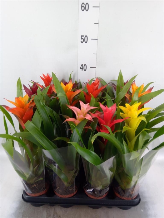 Bromelia   ...mix