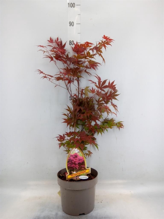 <h4>Acer palmatum 'Atropurpureum'</h4>