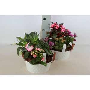 ARR TUINPLANTEN