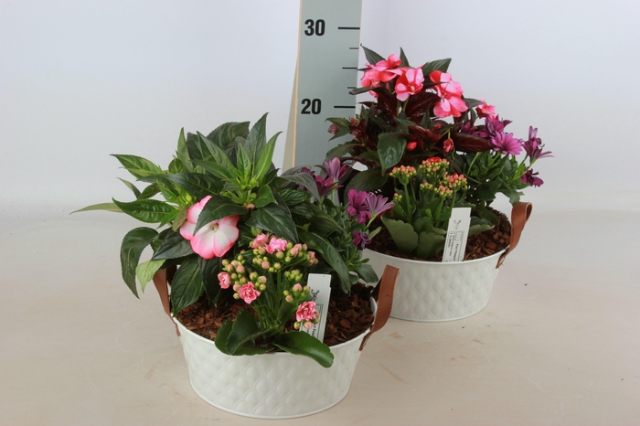 <h4>ARR TUINPLANTEN</h4>