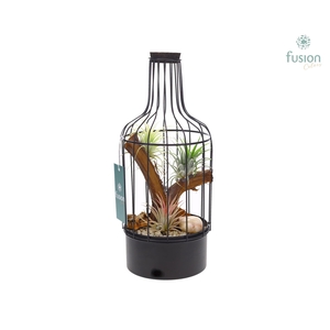 Metaal fles zwart Small met Tillandsia Air Plants