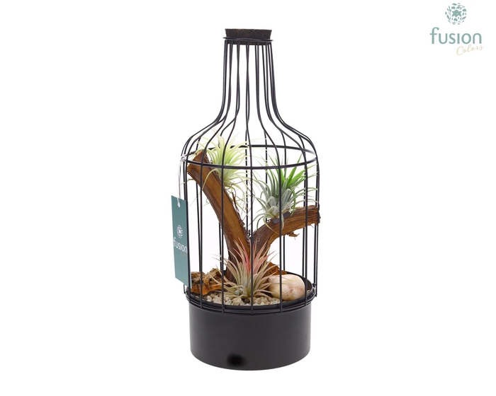 <h4>Metaal fles zwart Small met Tillandsia Air Plants</h4>