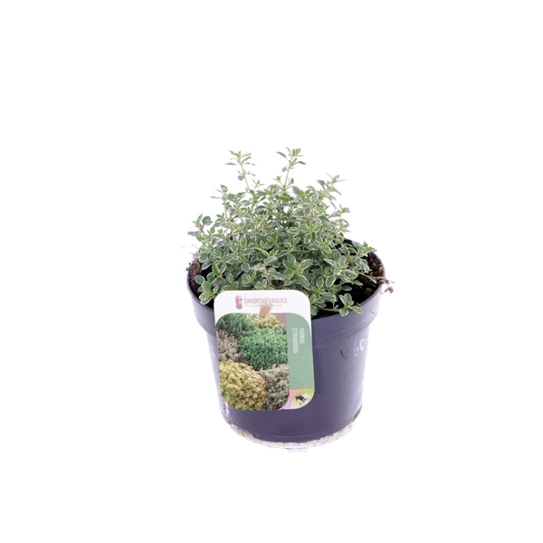 <h4>Thymus citr. Silver Queen</h4>