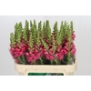Antirrhinum Potomac Rose