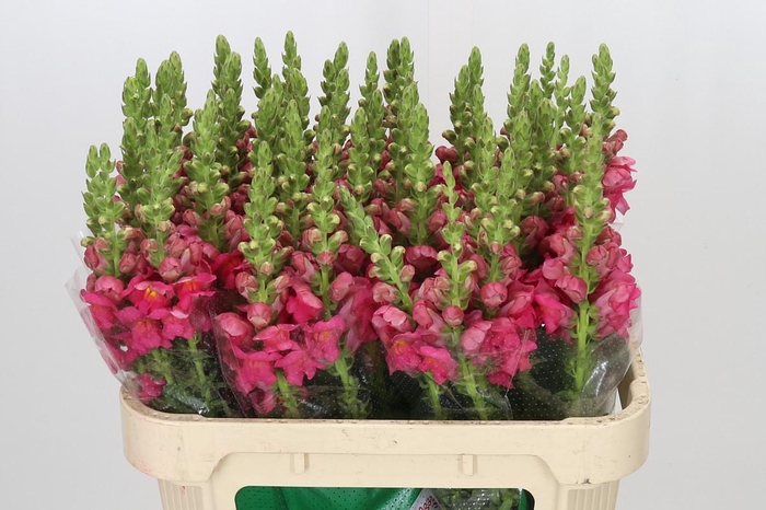 <h4>Antirrhinum Potomac Rose</h4>