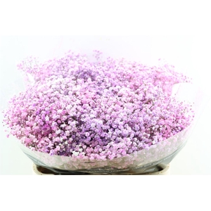 Gyps Pa. Disco Lovely Pink