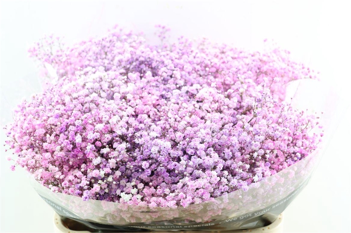 <h4>Gyps Pa. Disco Lovely Pink</h4>