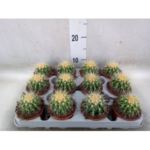 Echinocactus grusonii