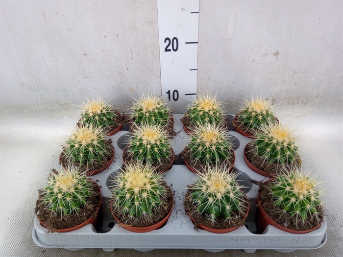 <h4>Echinocactus grusonii</h4>