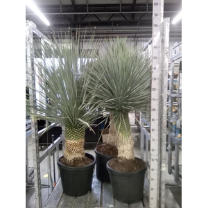 Yucca rostrata
