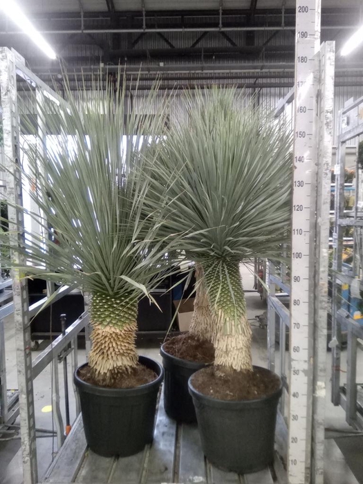 <h4>Yucca rostrata</h4>
