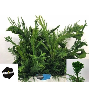 Cryptomeria cristata (p/bunch)